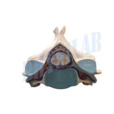 Fifth Cervical Vertebra